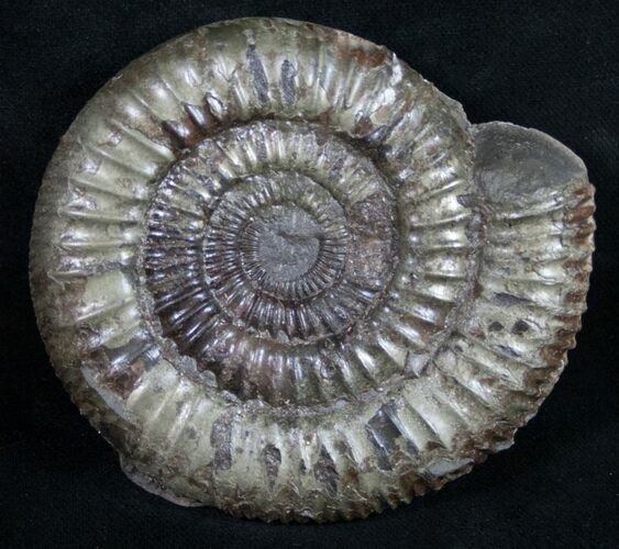 Large Pyritized Dactylioceras Ammonite #9718